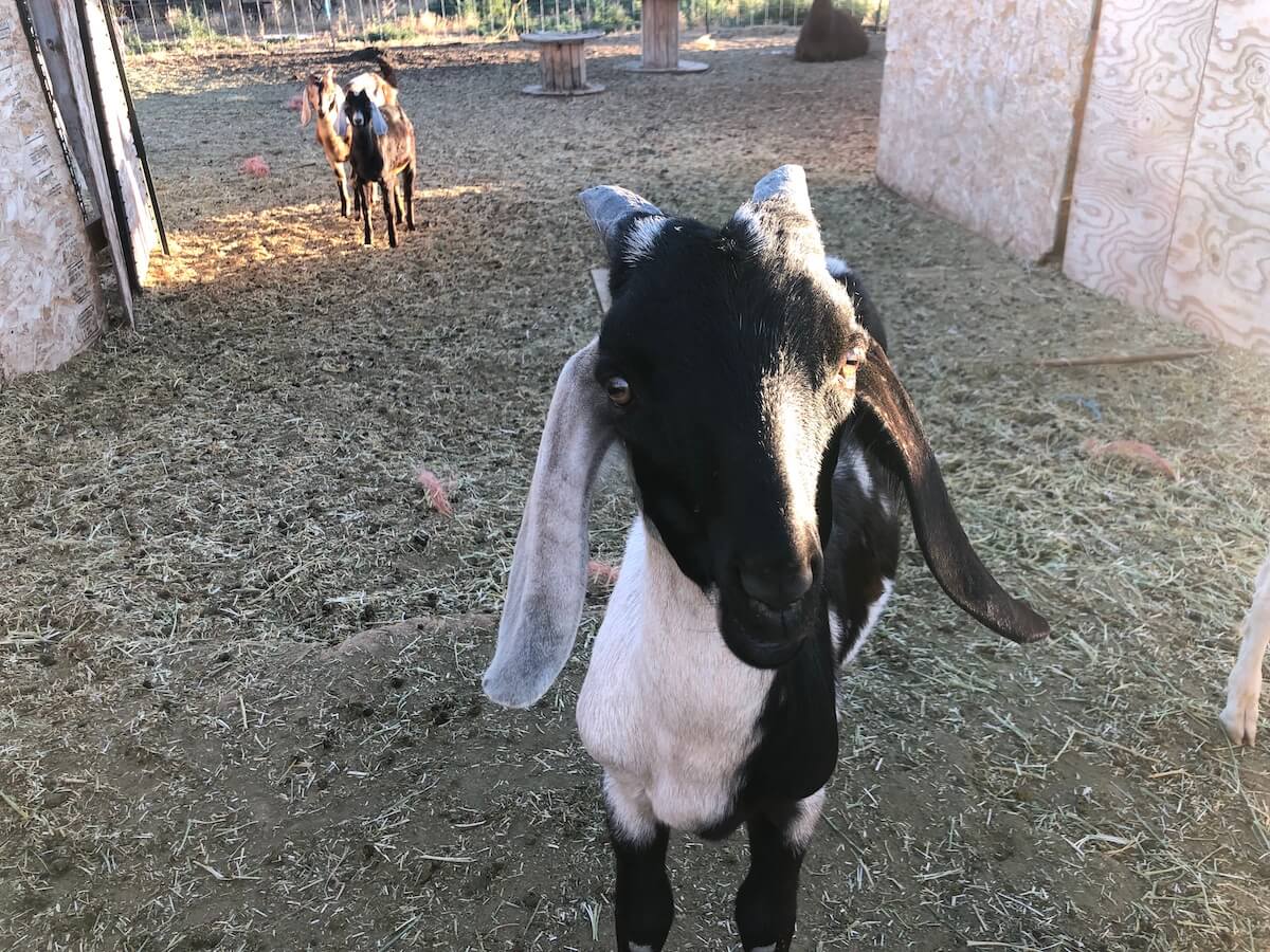 fredonia goats